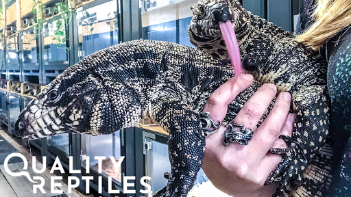 Quality Reptiles - Thumbnail
