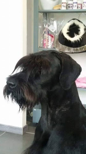 Photo 5 - Les Pattes de Velours