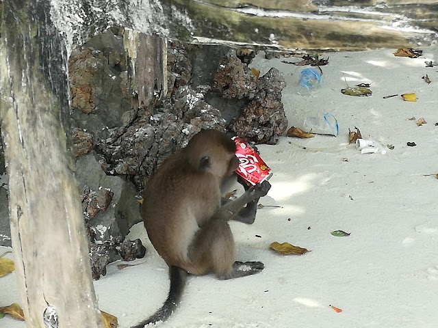 Monkey Beach