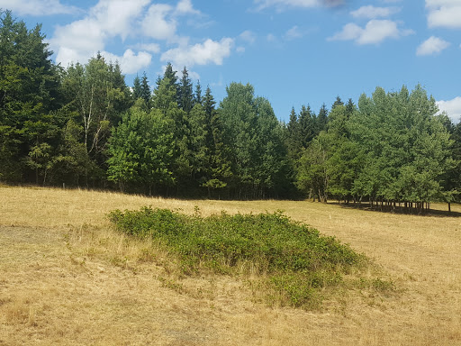 Thüringer Forstrevier Piesau - Visual