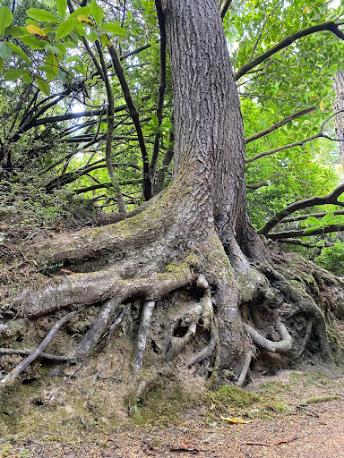 Lake Marie, Umpqua State Park - Thumbnail