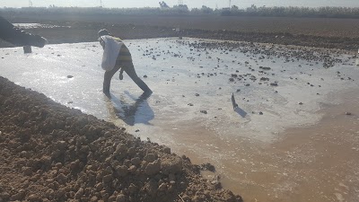 Photos of محطة ابحاث البرنامج الوطني لتنمية زراعة الحنطة في العراق / الصويرة - واسط