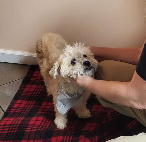 Albemarle Animal Hospital - Thumbnail
