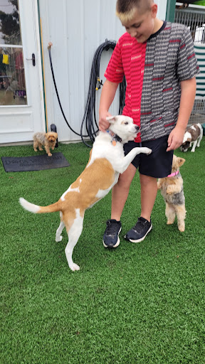 Diamond D Kennels - Thumbnail
