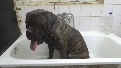 Photos of Centro Veterinario Tabancura