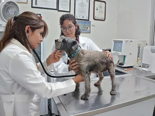 Animal Doctor Veterinaria