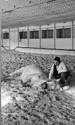 Photo n°7 de Écurie de Tavillan à Saint-Geniès-de-Malgoirès (Centre équestre)