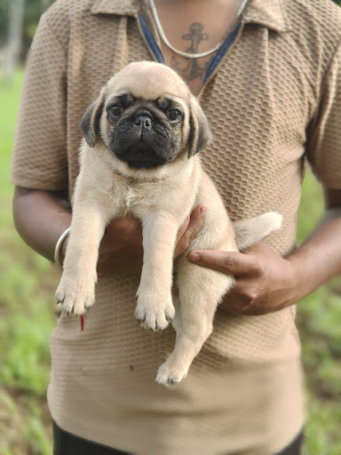 Vodafone -pug male-puppy -available in-kk pet shop. post image