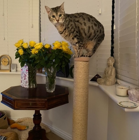 Cosy Posts - Visual