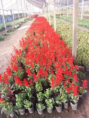 Vivero Moreno Plantines, Author: Franco Manesi
