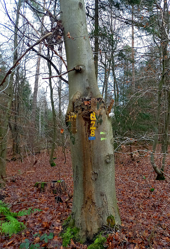 Siebenstern Melsungen - Thumbnail