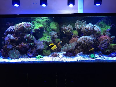 California Custom Aquariums