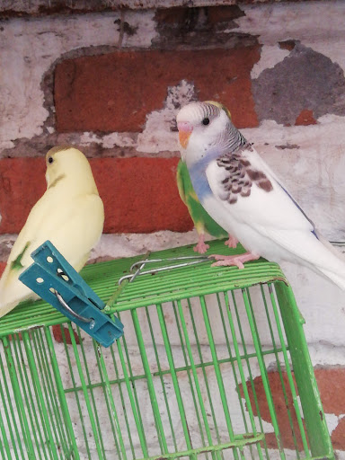 Aviario los canarios