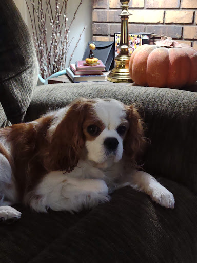 Lakeside Paws Pet Salon