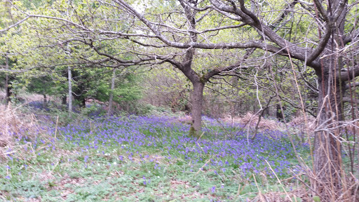 Dell Piece West Nature Reserve - Thumbnail