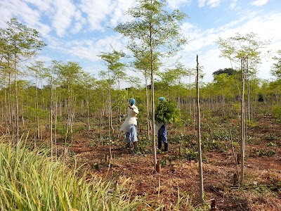 Photos of Moyofarm - Moringa