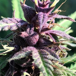 Photo n°4 de CBD Green Zen à Saint-Nicolas-de-Port (Magasin de cannabis)