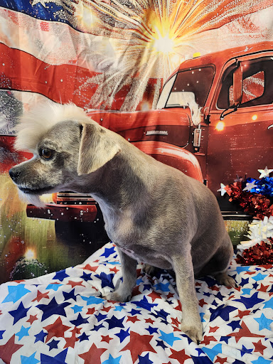 Hazel Anne’s Pooch Boutique - Thumbnail