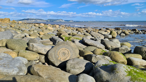 Lyme Regis Fossil Beach (Ammonite Pavement)