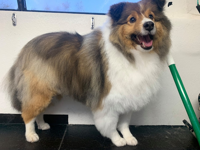 Spokane Dog Grooming Profile Image