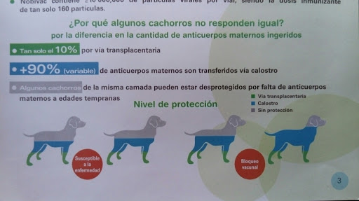 Consultorio médico veterinario Dr Oscar Flores (neptuno)