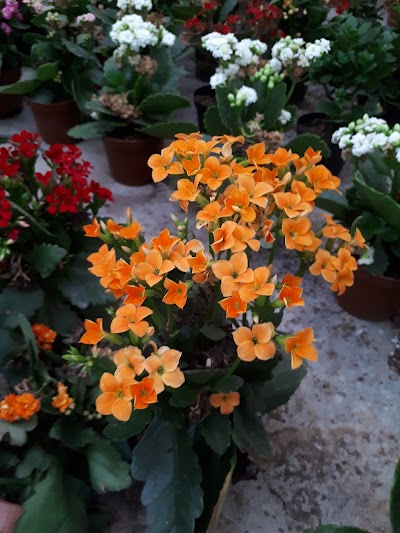 Photos of Barari Nursery