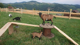 Photo n°8 de Ferme de la Seconde Chance à Le Brignon (Ferme pédagogique)