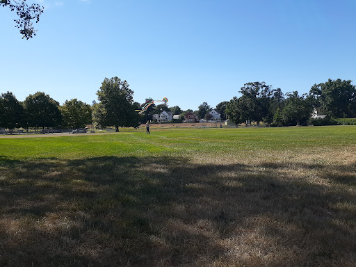 Sheldon Field - Visual
