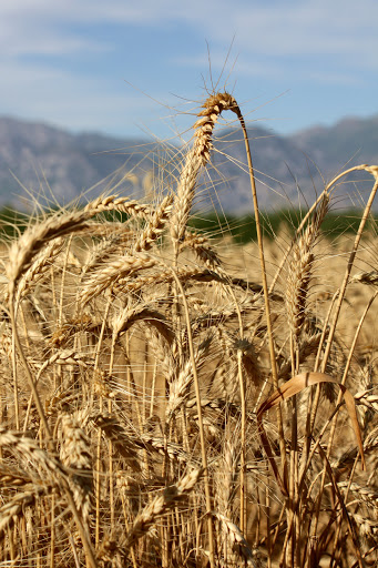 West Mountain Grains - Thumbnail