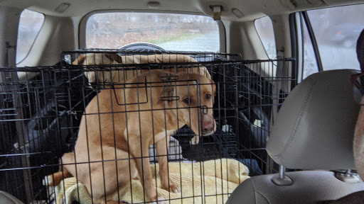 Animal Protection Society of Caswell County - Thumbnail