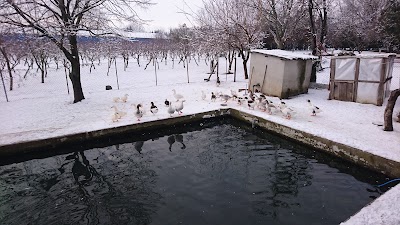 Vize Futbol Sahası