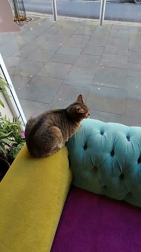 Kitty Café - Coffee shop