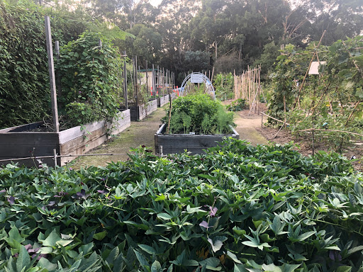 Artarmon Parklands Community Garden - Thumbnail