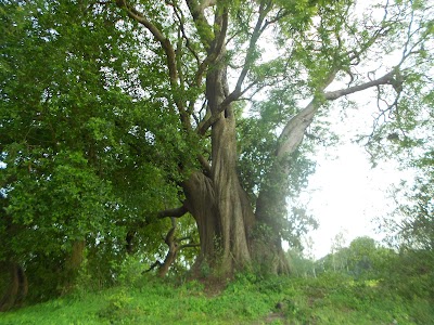 Photos of সৈয়দ পীরের মাজার