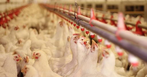 American Poultry Company - Thumbnail