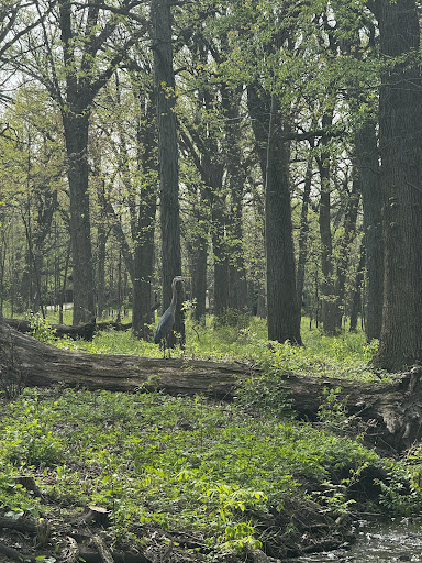 Hickory Grove Forest Preserve - Thumbnail