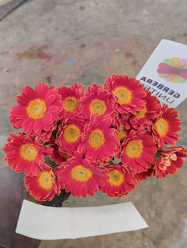 MundoFlor - Thumbnail