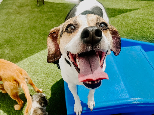 The Ark Pet Spa & Hotel - Red Bank