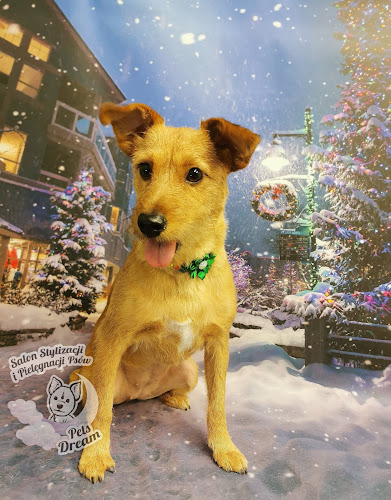 Psi fryzjer Grudziądz Pets Dream Grooming - groomer - Grudziądz