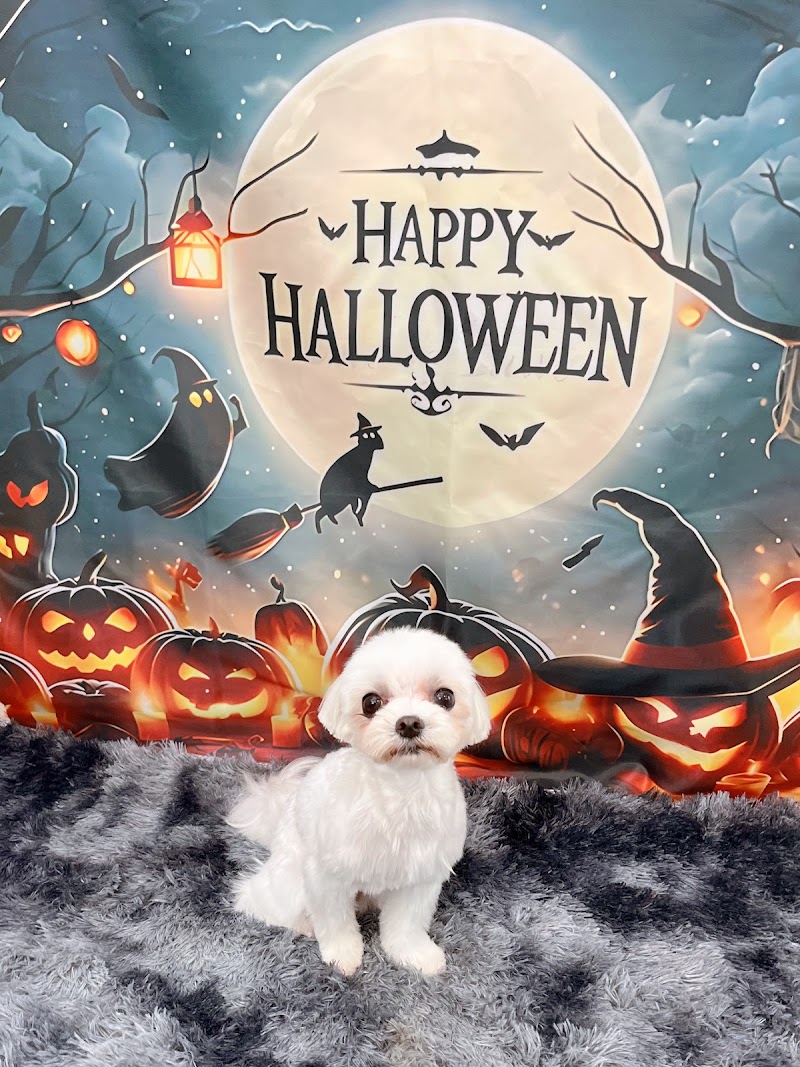 ハッピーケアサロンクッキー