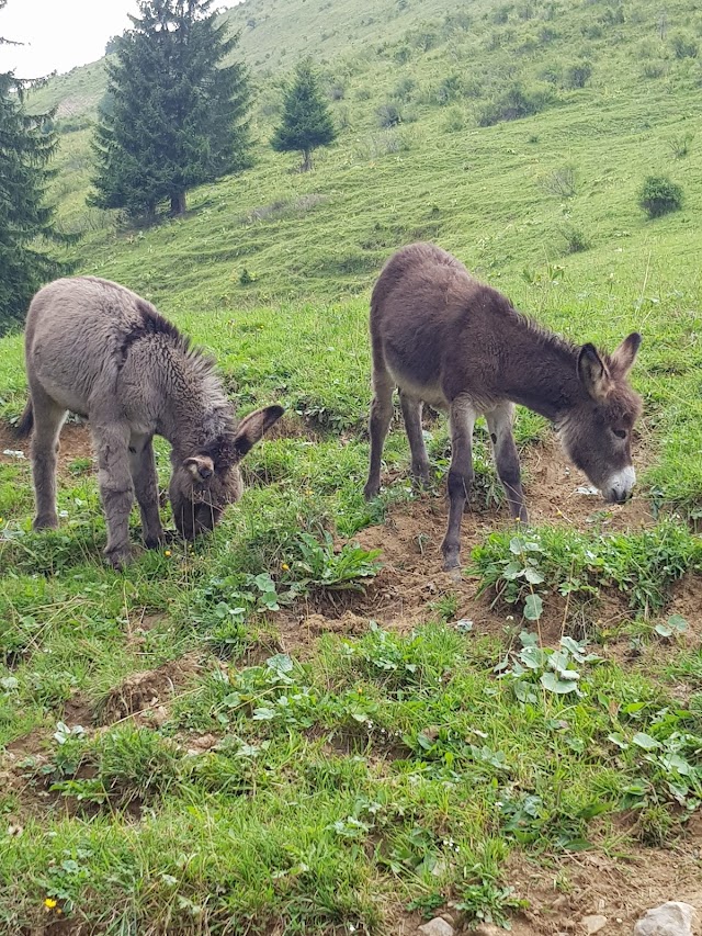 Le Pastoral