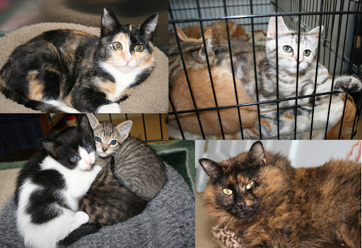 South Pacific County Humane Society - Thumbnail