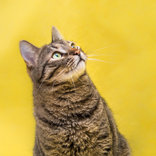 Atomic Petz - Visual