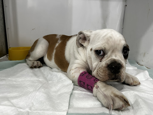 Diva Veterinaria