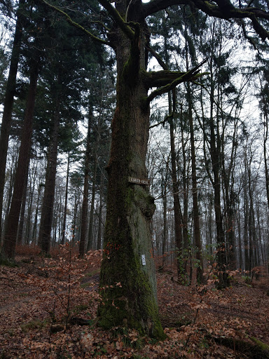 Köhler-Eiche - Visual
