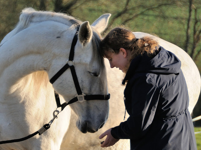 Pferdeosteopathie Maike Hilden