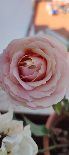Salón de belleza | Beauty Salon | Jennifer's Beauty Garden