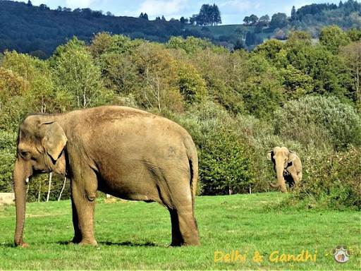 Photo de Elephant Haven European Elephant Sanctuary (EHEES)