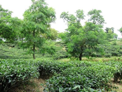 Photos of Ramgarh Tea Estate
