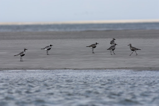Location bateau Arcachon - Thumbnail
